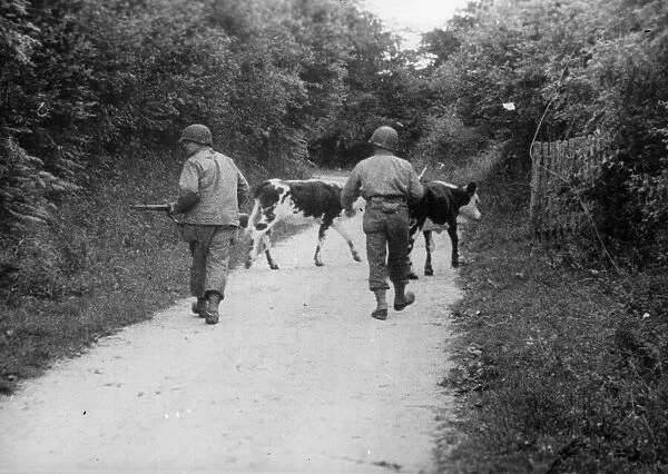 US infantrymen in a typical French farm lane drive cattle before them while they keep a