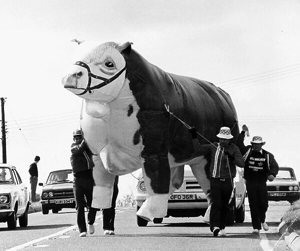 Inflatable Cow 1980