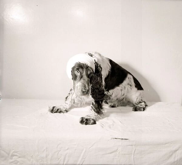 Injured dog with bandages, 1956