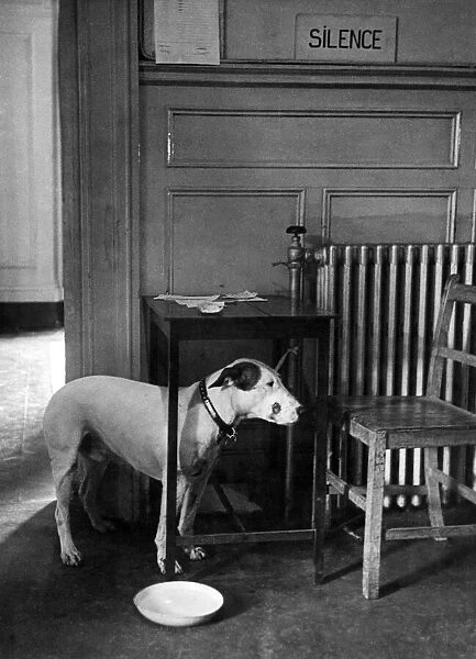 An injured waiting for treatment at the vets June 1944 P009491