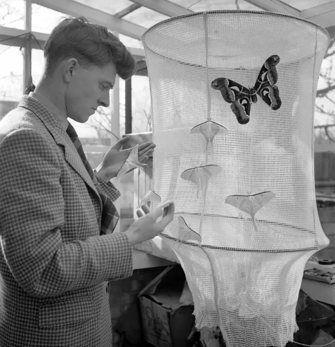 Framed Print : Insects: Moths: Mr. Rivers seen here with part of his collection of moths Framed Print : Insects: Moths: Mr. Rivers seen here with part of his collection of moths