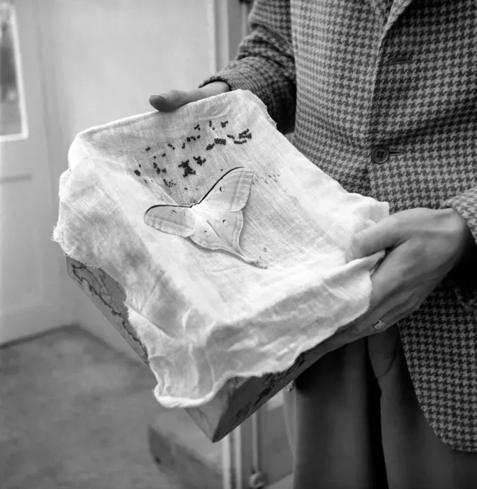 Framed Print : Insects: Moths: Mr. Rivers seen here with part of his collection of moths Framed Print : Insects: Moths: Mr. Rivers seen here with part of his collection of moths