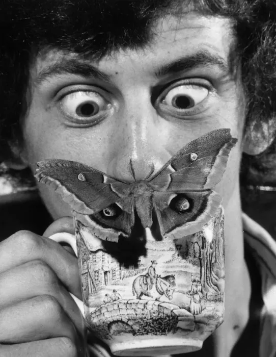 Framed Print : Insects Moths Oak Silk Moth An Oak Silk moth lands on the tea cup of Adrian Hoskins