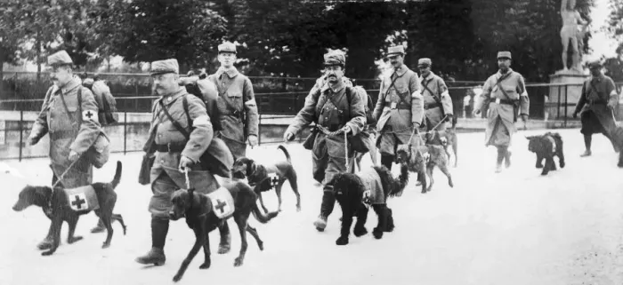 Framed Print : Inspection of Red Cross Dogs in a Paris Park 19th May 1915