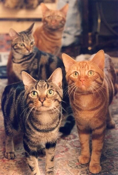 Some very intent cats
