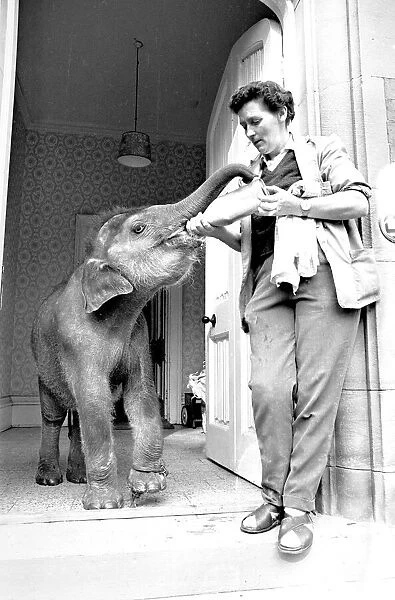 Iris the seven month old Indian elephant, being fed by head keeper Irene Carley at