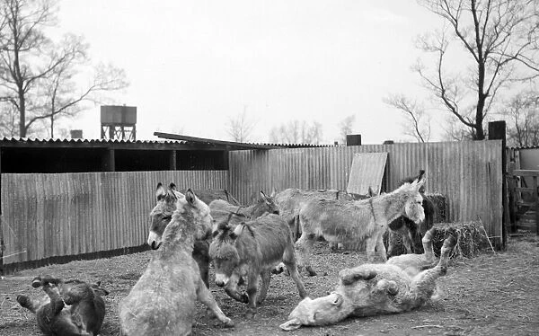 Irish donkeys due for export to Italy. 2  /  3  /  1952 C1074