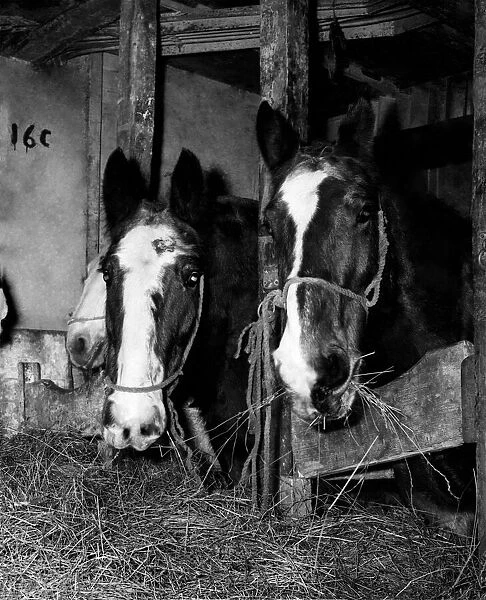 Irish Horse meat feature. january 1960. Irish Horses seen here waiting to be off
