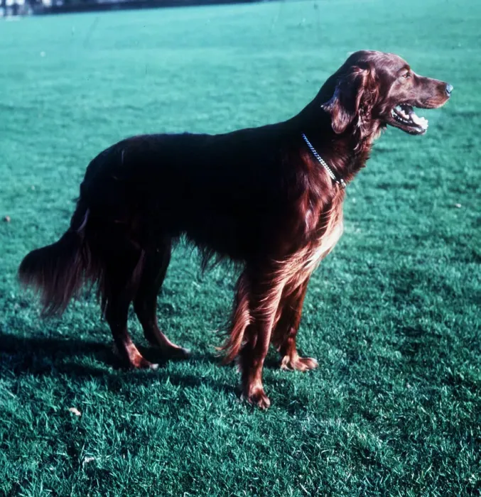 Framed Print : Irish Setter Framed Print : Irish Setter