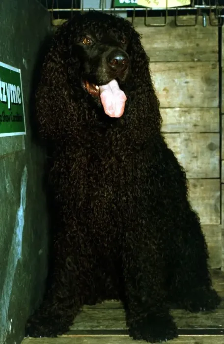Framed Print : An Irish Water Spaniel June 1987