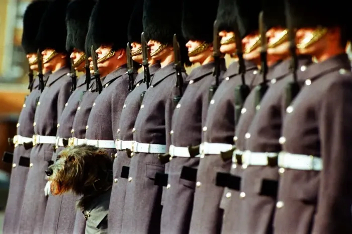 Framed Print : Irish Wolfhound - March 1994 Irish Regiement Guards Malachy Framed Print : Irish Wolfhound - March 1994 Irish Regiement Guards Malachy