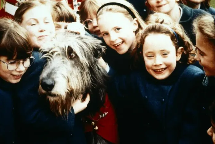 Framed Print : Irish Wolfhound - September 1994 Irish Guards Mascot mobbed by adoring fans Framed Print : Irish Wolfhound - September 1994 Irish Guards Mascot mobbed by adoring fans