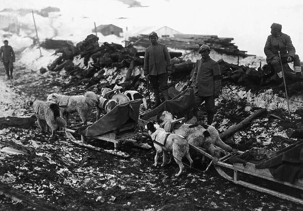 Italian troops with sledge dog teams during the Battle for Isonzo November 1917