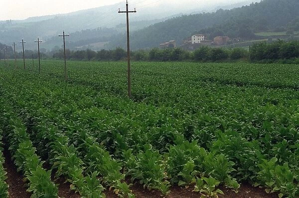 Italy Umbria Tobacco Plant Field