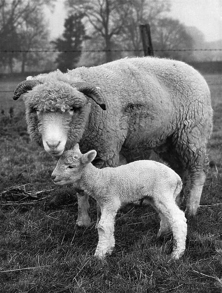 ittle lamb born on a farm at Binfield Heath, near Reading