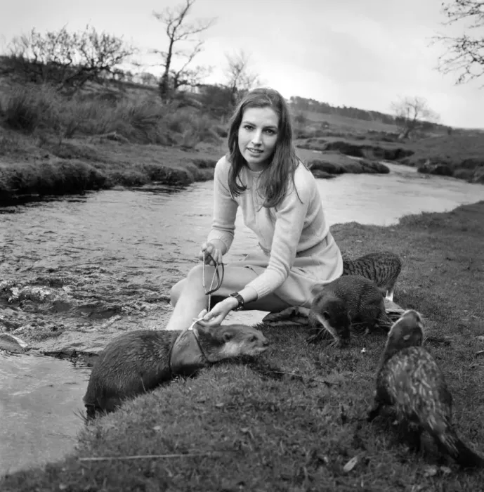 Framed Print : ix Malayan otters are the pets of Vivien Taylor (23) of Bury, Lancs Framed Print : ix Malayan otters are the pets of Vivien Taylor (23) of Bury, Lancs