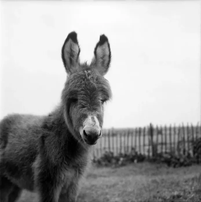 Framed Print : Jack the Donkey seen here at the animal hospital. June 1960 M4351-012 Framed Print : Jack the Donkey seen here at the animal hospital. June 1960 M4351-012