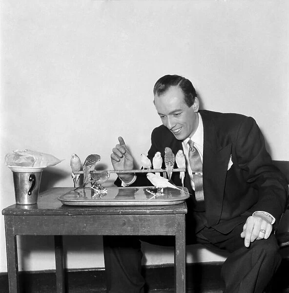 Jack Kodell with abating budgerigars, sitting on their perch. January 1953 D515