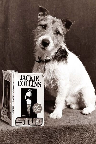 A Jack Russell Dog reading a Jackie Collins book looking confused