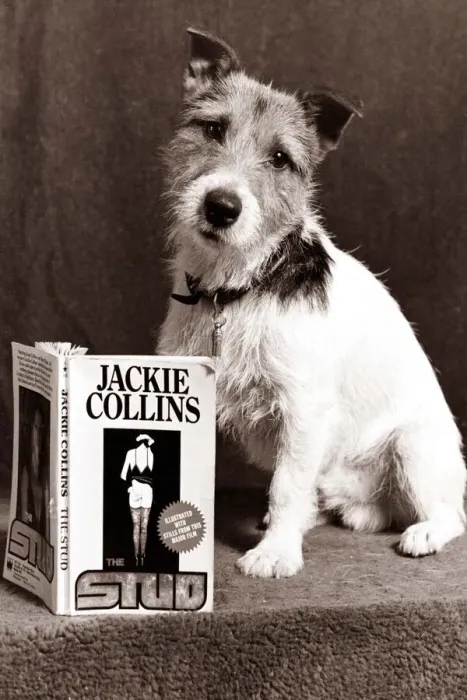 Framed Print : A Jack Russell Dog reading a Jackie Collins book looking confused Framed Print : A Jack Russell Dog reading a Jackie Collins book looking confused