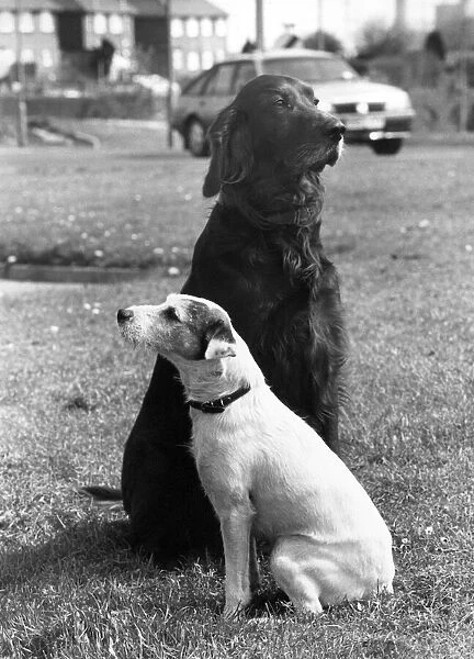Jack the Terrier with his friend Ben, 1989