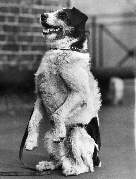 Jack of Winster, V. C Dog. Febuary 1934 P006043