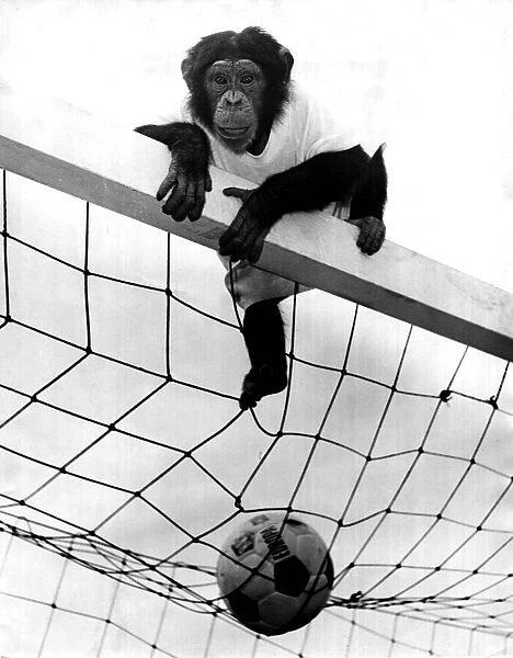 Jackie the chimp is football crazy. Chimpanzee sitting on top of a goal with a