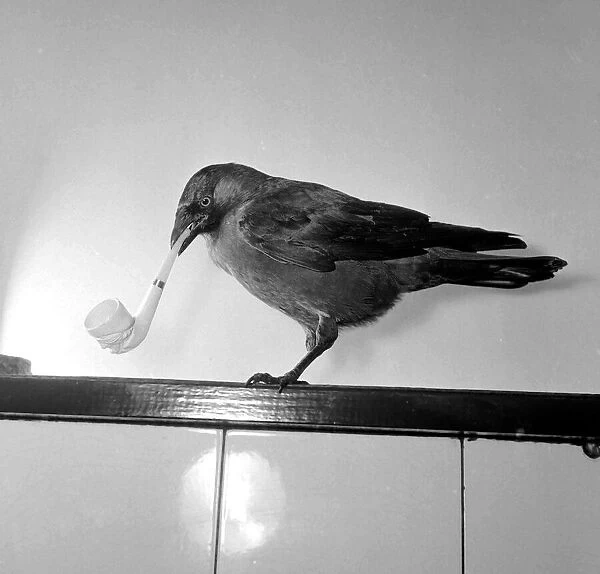 Jacky'the Jackdaw smoking a cigarette which he picks up himself May 1957