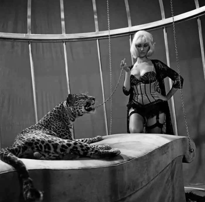 Framed Print : Jacqueline Jones, 22, in her first big start part shares her bedroom with a Leopard Framed Print : Jacqueline Jones, 22, in her first big start part shares her bedroom with a Leopard