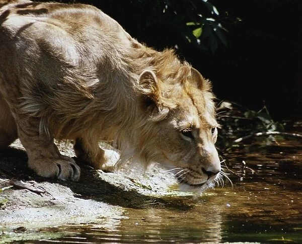 Jake the Daily Mirror adopted lion from London Zoo takes a welcome drink from the pool