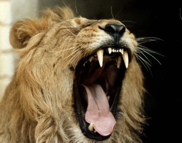 Framed Print : Jake the Lion who was sponsored by the Daily Mirror when London Zoo was under threat of Framed Print : Jake the Lion who was sponsored by the Daily Mirror when London Zoo was under threat of