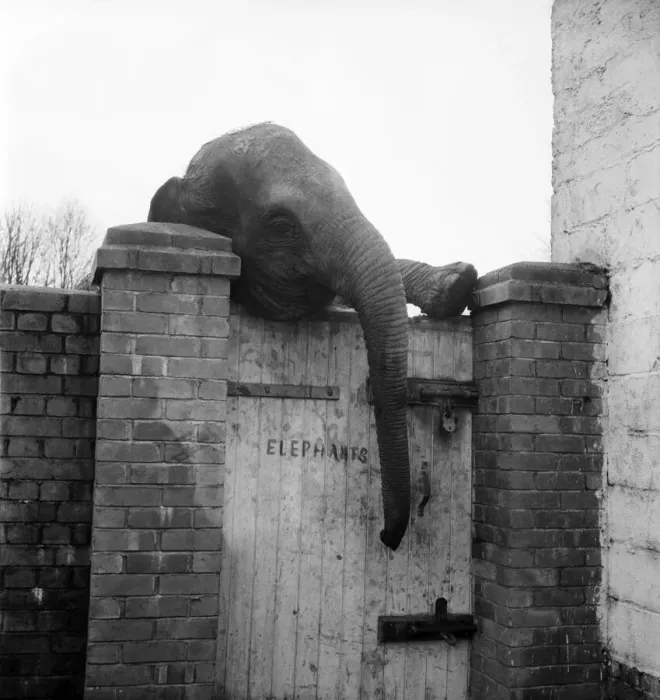 Framed Print : Jambo, the Elephant at Devon Zoo. February 1953 D722-001 Framed Print : Jambo, the Elephant at Devon Zoo. February 1953 D722-001