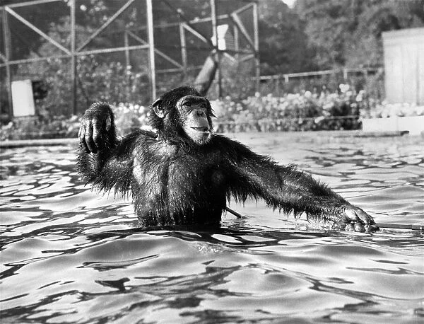 James the chimpanzee jumps into the pool to get a better view of the seals at Southampton