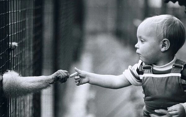 James Harrison, 17 months old, reaches out for the hand of a monkey at Chessington Zoo as
