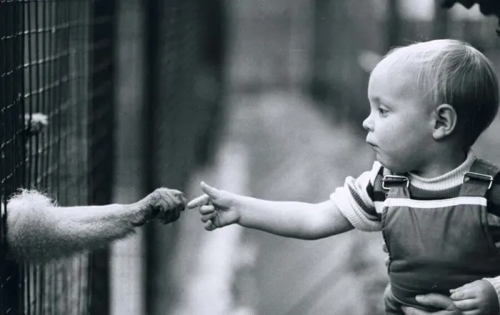 Framed Print : James Harrison, 17 months old, reaches out for the hand of a monkey at Chessington Zoo as Framed Print : James Harrison, 17 months old, reaches out for the hand of a monkey at Chessington Zoo as