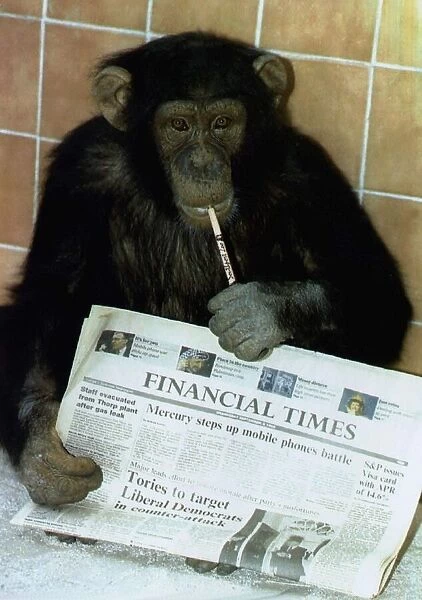 Jamie the chimp at Southport Zoo in Lancashire sits holding the finacial times while