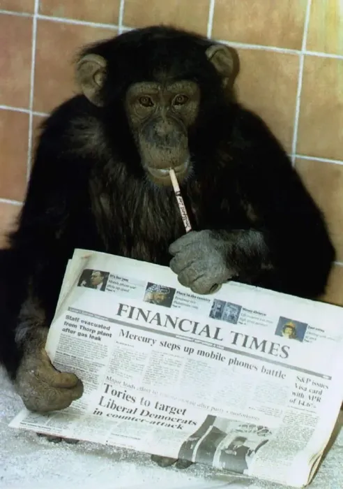 Framed Print : Jamie the chimp at Southport Zoo in Lancashire sits holding the finacial times while Framed Print : Jamie the chimp at Southport Zoo in Lancashire sits holding the finacial times while