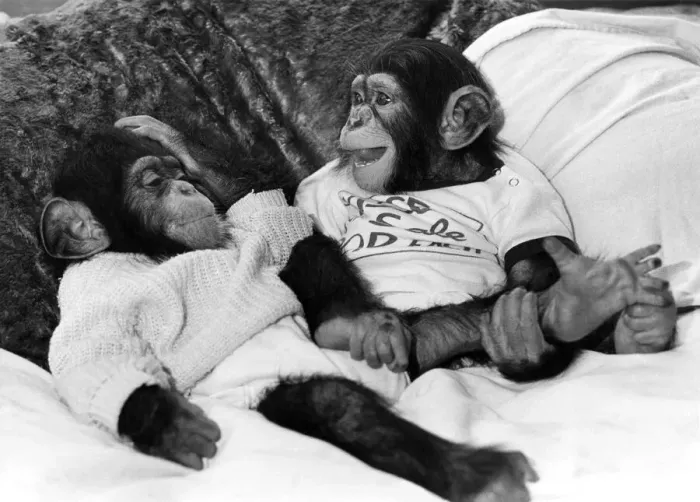 Framed Print : Jamie and Jethro the chimps. November 1987 P009709