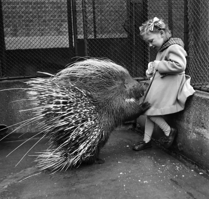 Framed Print : Jannifer Waight 4 1  /  2 yrs. With Porcupine at the London Zoo. London, February 1953 D898