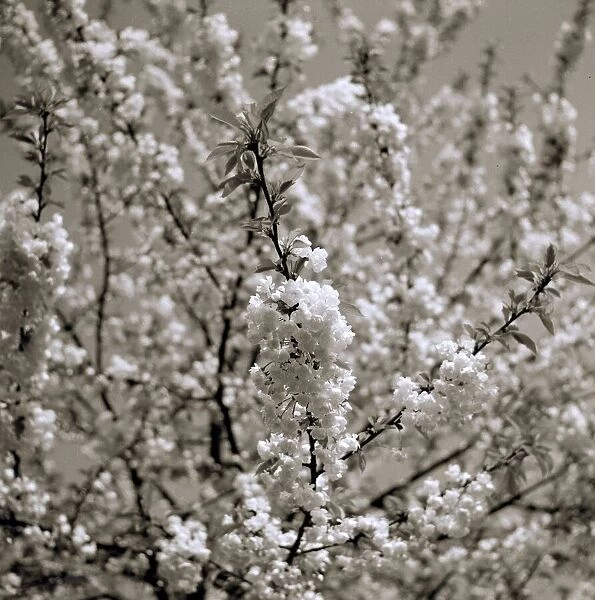 Japanese Cherry Trees Flowers Japanese Cherry Blossom weather seasons Spring