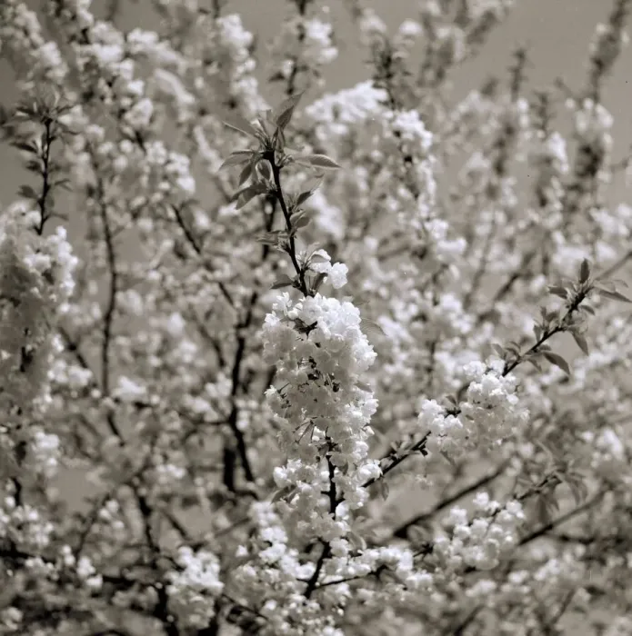 Framed Print : Japanese Cherry Trees Flowers Japanese Cherry Blossom weather seasons Spring
