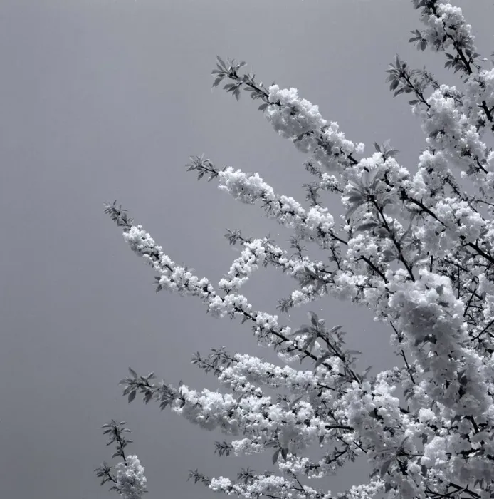 Framed Print : Japanese Cherry Trees Flowers Japanese Cherry Blossom weather seasons Spring