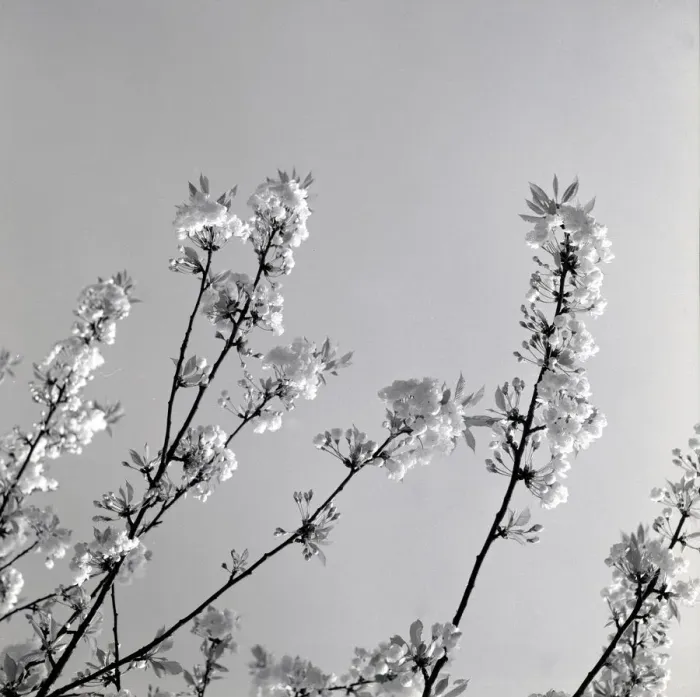 Framed Print : Japanese Cherry Trees Flowers Japanese Cherry Blossom weather seasons Spring
