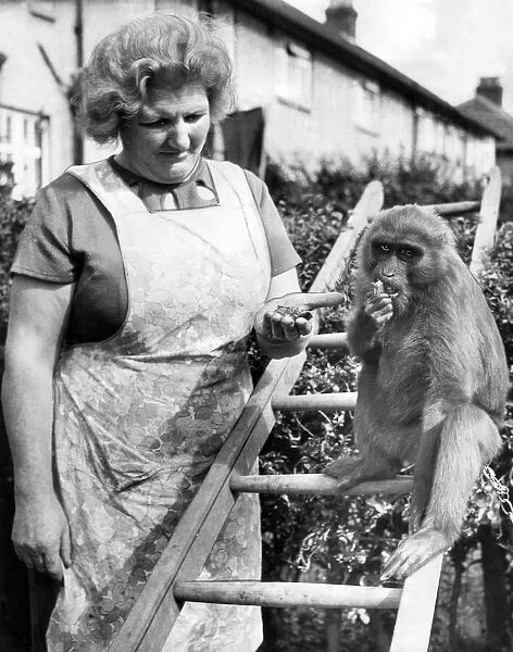 Jason the Ape pictured enjoying some food with owner Mrs Clarke