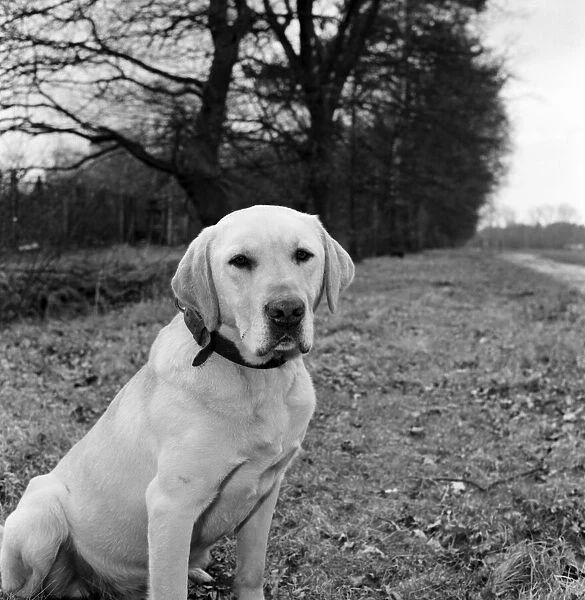 'Jasper'the army sniffer dog barred from returning to Britain foloowing his