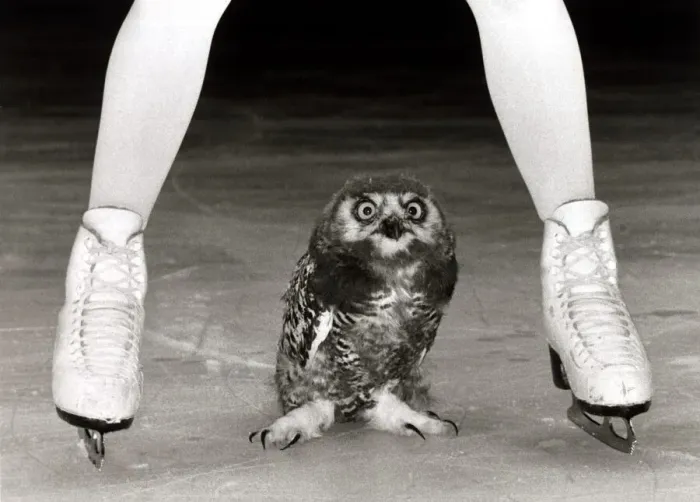 Framed Print : Jayne Torvill and a Snowy Owl - August 1985 The two month old old bird is called Framed Print : Jayne Torvill and a Snowy Owl - August 1985 The two month old old bird is called