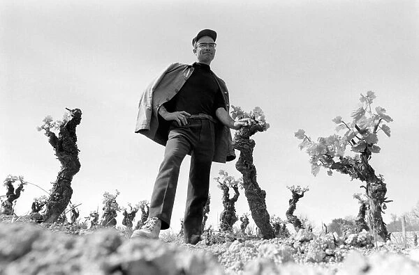 Jean Theron aged 47, at work in his wine fields just outside his home village of Poussan