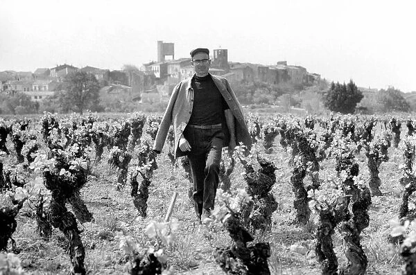 Jean Theron aged 47, at work in his wine fields just outside his home village of Poussan