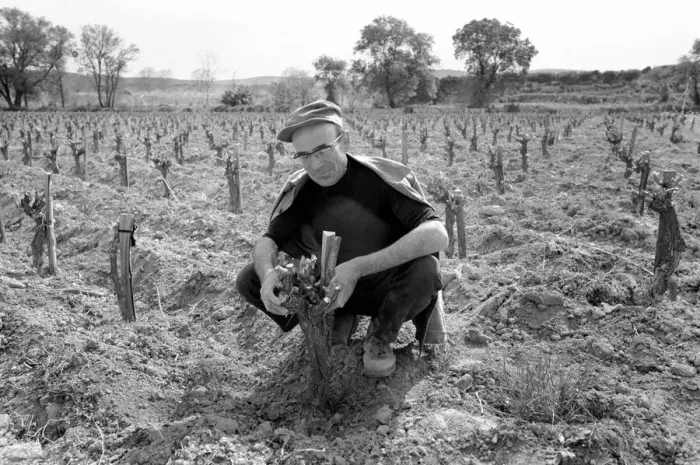 Framed Print : Jean Theron aged 47, at work in his wine fields just outside his home village of Poussan