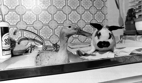Jemima Puddleducks bath-time drives everyone quackers unless her good friend Flop